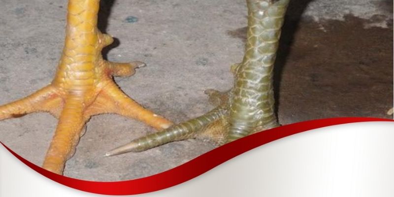 Vảy gà chọi thần kê Max88