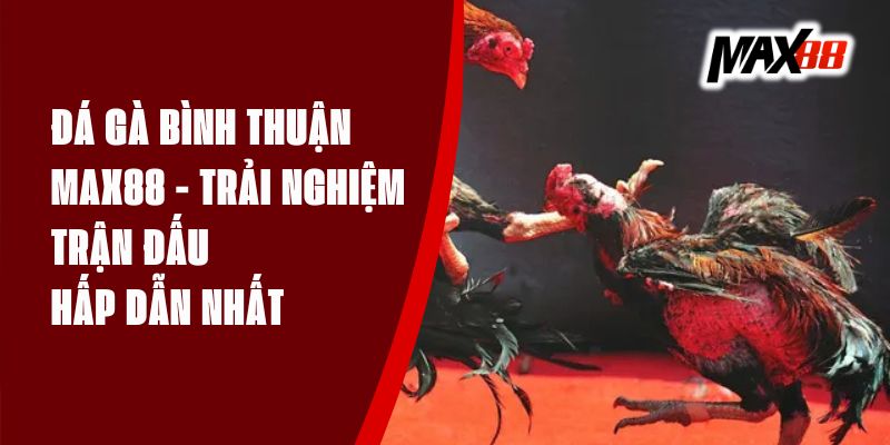 Đá Gà Bình Thuận Max88 - Trải Nghiệm Trận Đấu Hấp Dẫn Nhất